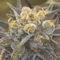 (Bild für) Ghost Train Haze Autoflower fem