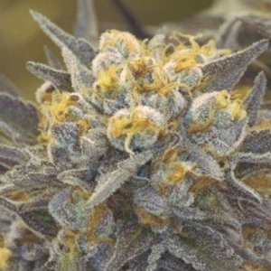 (Bild für) Ghost Train Haze Autoflower fem