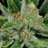 (Bild für) Ghost Train Haze #1