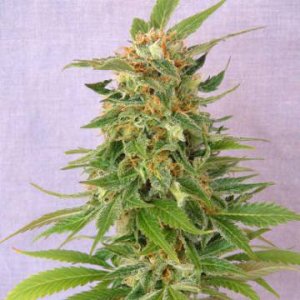 (Bild für) Ginger Punch Auto female