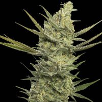 (Bild für) Gipsy Haze fem