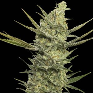 (Bild für) Gipsy Haze fem
