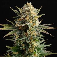 (Bild für) Gipsy Kush