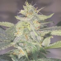 (Bild für) Girl Scout Cookies Autoflower fem