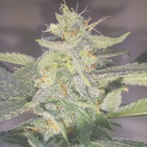 (Bild für) Girl Scout Cookies Autoflower fem