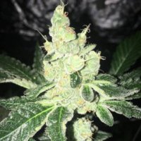 (Bild für) Girl Scout Cookies Forum Cookies Thin Mint 5 fem