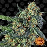 (Bild für) Girl Scout Cookies
