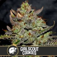 (Bild für) Girl Scout Cookies feminized