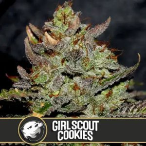 (Bild für) Girl Scout Cookies feminized