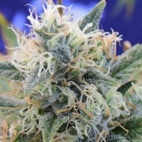 (Bild für) Girl Scout Cookies
