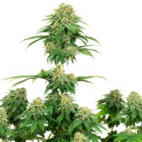 (Bild für) Girl Scout Cookies fem