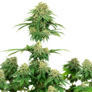 (Bild für) Girl Scout Cookies fem