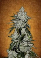 (Bild für) Girl Scout Cookies Auto fem