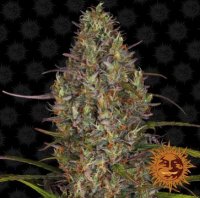 (Bild für) Glue Gelato [Auto]