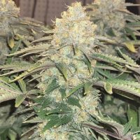 (Bild für) Godfather OG Autoflower fem