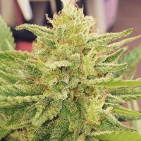 (Bild für) Godzilla Glue female
