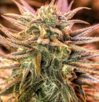 (Bild für) Gold Bar Kush 5 fem