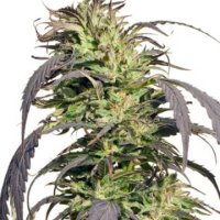 (Bild für) Gold Rush Outdoor 5 fem