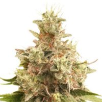 (Bild für) Golden Apple Haze
