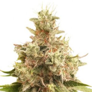 (Bild für) Golden Apple Haze