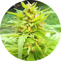 (Bild für) Golden Cannary 5 reg