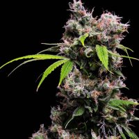 (Bild für) Golden Pineapple S1