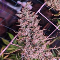 (Bild für) Golden Tiger '3 - Thai Dominant