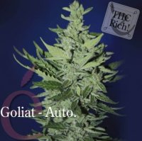 (Bild für) Goliat Automatic female