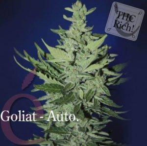 (Bild für) Goliat Automatic female