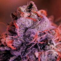 (Bild für) Gordo Master Kush fem