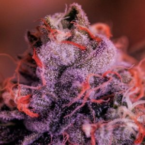 (Bild für) Gordo Master Kush fem