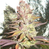 (Bild für) Gorilla Autoflower fem