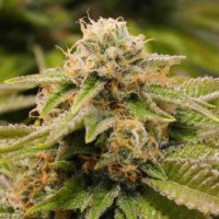 (Bild für) Gorilla Breath