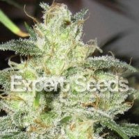 (Bild für) Gorilla Glue 4 x Cheese feminized