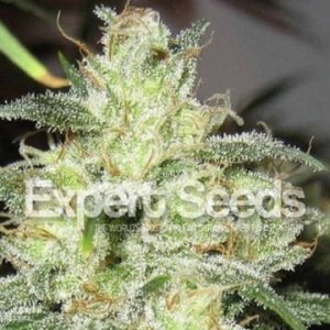 (Bild für) Gorilla Glue 4 x Cheese feminized