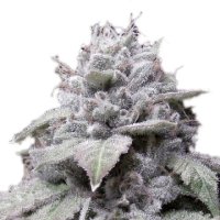 (Bild für) Gorilla Cookies Auto fem