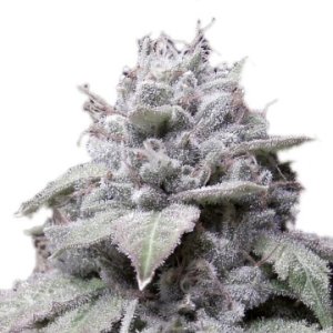 (Bild für) Gorilla Cookies Auto fem