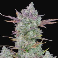 (Bild für) Gorilla Cookies Auto fem