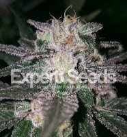 (Bild für) Gorilla Cookies feminized