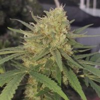 (Bild für) Gorilla Cookies fem
