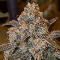 (Bild für) Gorilla Frost