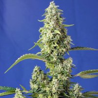 (Bild für) Gorilla Girl XL Auto fem