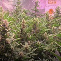 (Bild für) Gorilla Glue [Auto]