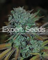(Bild für) Gorilla Glue 4 Auto feminized