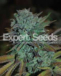 (Bild für) Gorilla Glue 4 Auto feminized