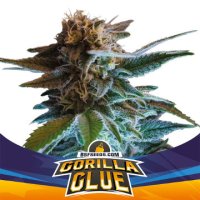 (Bild für) Gorilla Glue Auto