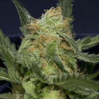 (Bild für) Don Gorilla Glue Auto