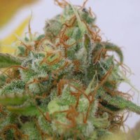 (Bild für) Gorilla Glue #4 Auto
