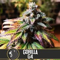 (Bild für) Gorilla Glue #4 feminized