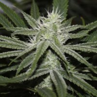 (Bild für) Gorilla Glue BX 5 reg